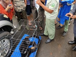Macan Kumbang Masuk Dapur Warung Gegerkan Warga Pekalongan