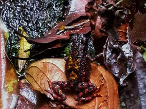 Kodok Merah yang Langka Ditemukan Hidup di Gunung Putri TNGGP Kodok Merah yang Langka Ditemukan Hidup di Gunung Putri TNGGP