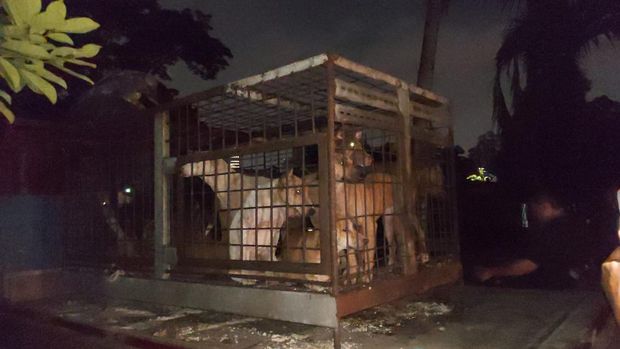 Penggerebekan tempat diduga penjagalan anjing di Cengkareng, Jakarta Barat, Jumat 24 Februari 2023. (Dok Herdaru Tona-Animal Defender)