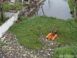 Eceng Gondok Sumbat Sungai Picu Banjir Pekalongan, TNI-Warga Bersih-bersih