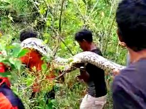 Beda Nasib Piton 9 Meter di Buton Tengah dengan 2 Ular Sejenis di Muna Barat Beda Nasib Piton 9 Meter di Buton Tengah dengan 2 Ular Sejenis di Muna Barat