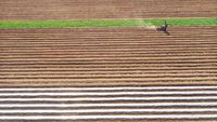 Lanskap Indah Ladang Pertanian Kentang di China