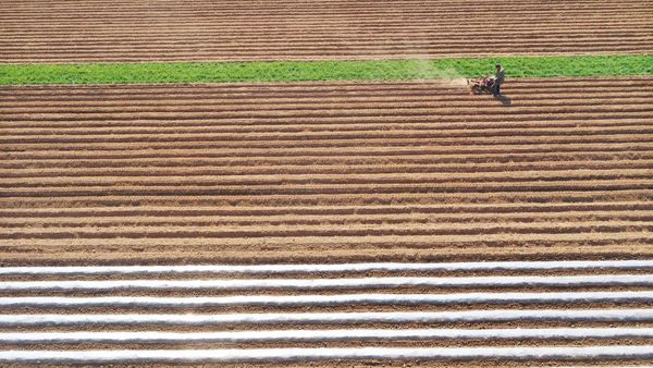 Lanskap Indah Ladang Pertanian Kentang di China