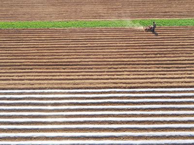 Lanskap Indah Ladang Pertanian Kentang di China