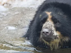 Pusingnya Kebun Binatang St Louis karena Beruang yang Suka Kabur