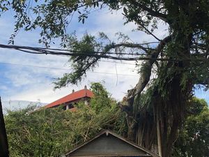 Hujan Angin di Buleleng, Dahan Pohon Beringin Patah Rusak Rumah-Palinggih