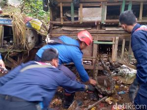 Ular Sanca 2,5 Meter Dievakuasi Damkar Usai Mangsa Ayam Milik Warga Bogor
