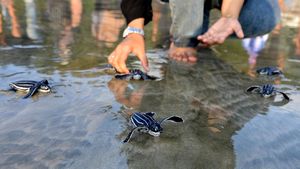 Momen Pelepasliaran Tukik Belimbing di Pantai Wisata Aceh