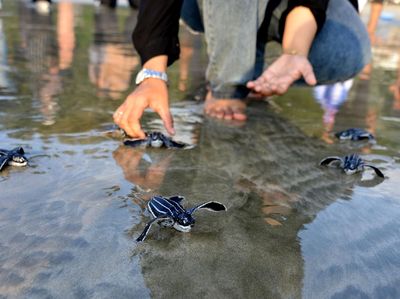 Momen Pelepasliaran Tukik Belimbing di Pantai Wisata Aceh