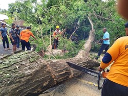 Pohon Raksasa Tumbang Timpa Tiang Listrik-Palinggih di Buleleng