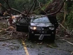 Longsor Jalur Trenggalek-Ponorogo, 2 Mobil Tertimpa Pohon- 6 Orang Terluka