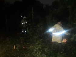 Jakarta Diguyur Hujan, Sejumlah Pohon dan Papan Reklame Tumbang