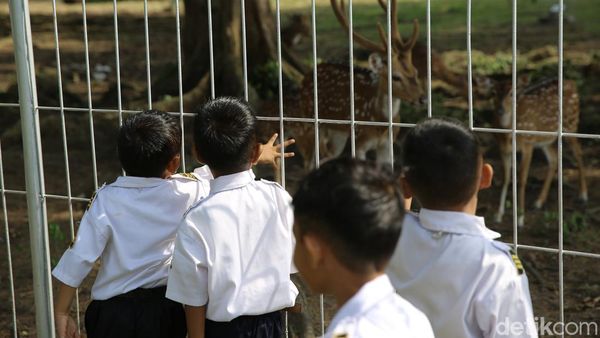 Antusias Siswa PAUD ke Wisata Edukasi Taman Rusa di Perta Arun Aceh