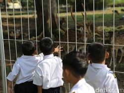 Antusias Siswa PAUD ke Wisata Edukasi Taman Rusa di Perta Arun Aceh