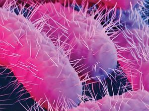 CDC AS Peringatkan Peningkatan Bakteri Shigella yang Resistan Obat