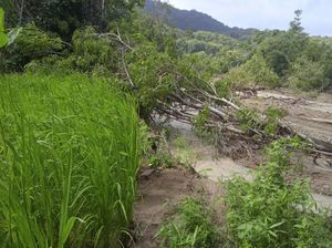 Ratusan Hektare Lahan Pertanian di Kupang Terancam Gagal Panen Ratusan Hektare Lahan Pertanian di Kupang Terancam Gagal Panen