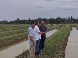 Jelang Ramadhan, Stok Bawang Merah Kabupaten Grobogan Dipastikan Aman