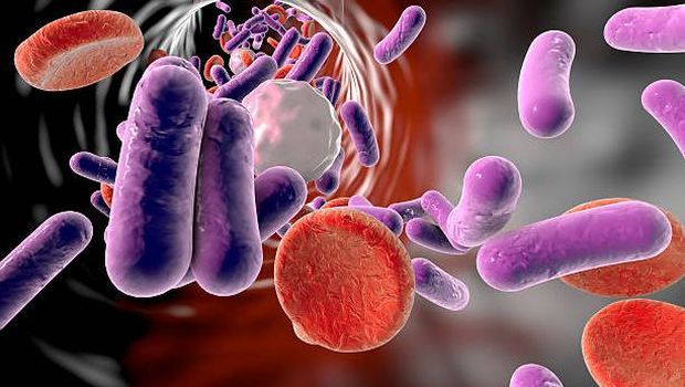 Illustration of rod-shaped bacteria in a blood vessel with red blood cells and leukocytes.