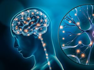Pengertian Jaringan Saraf Manusia, Fungsi, dan Ciri-cirinya