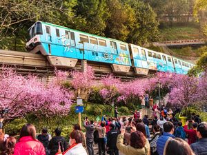 Saat Monorel China Lintasi Indahnya Bunga Plum Bermekaran
