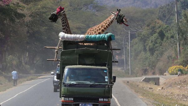 Kerja Keras Merelokasi 15 Jerapah dari Lahan Pertanian Warga di Kenya