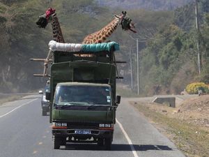 Kerja Keras Merelokasi 15 Jerapah dari Lahan Pertanian Warga di Kenya