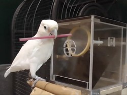 Burung Asli Indonesia Ini Sangat Cerdas, Paham Konsep Alat Kerja