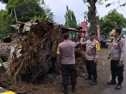 Pohon Besar Tumbang Timpa 3 Warung dan Lukai Warga di Pasuruan