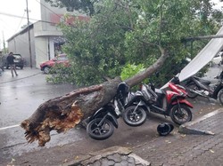 Diterpa Angin Kencang, Pohon Mahoni Tumbang Timpa 3 Motor di Jombang