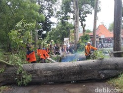 3 Pohon Besar di Probolinggo Tumbang Diterjang Angin Kencang