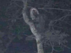 Makhluk Gaib yang Dipamerkan Presiden Meksiko Ternyata di Indonesia!