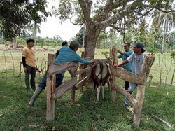 303 Sapi di Pinrang Terjangkit Virus Jembrana, 35 Ekor Dipotong