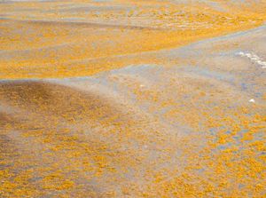 Ada Gumpalan Rumput Laut Siap Mendarat di Florida Ada Gumpalan Rumput Laut Siap Mendarat di Florida