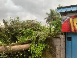 18 Pohon di Jakarta Tumbang, Rel Kereta hingga Atap Rumah Warga Terdampak