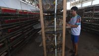 Peternakan Puyuh Petelur di Palu Ini Hasilkan Omzet Rp 60 Juta/Bulan