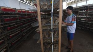 Peternakan Puyuh Petelur di Palu Ini Hasilkan Omzet Rp 60 Juta/Bulan