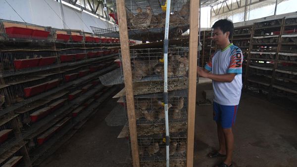 Peternakan Puyuh Petelur di Palu Ini Hasilkan Omzet Rp 60 Juta/Bulan