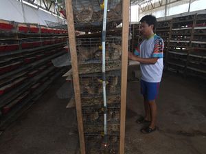 Peternakan Puyuh Petelur di Palu Ini Hasilkan Omzet Rp 60 Juta/Bulan