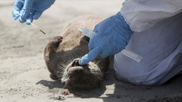 A member of National Forest and Wild Fauna Service (SERFOR) personnel checks an otter that died, amidst rising cases of bird flu infections, on Chepeconde beach, in Lima, Peru, February 22, 2023. REUTERS/Sebastian Castaneda     TPX IMAGES OF THE DAY     REFILE - QUALITY REPEAT
