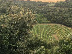 Kawah Meteorit Ditemukan di Bawah Kebun Anggur Kawah Meteorit Ditemukan di Bawah Kebun Anggur