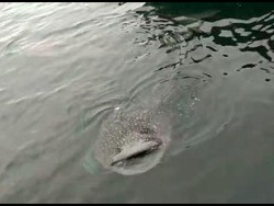 Kawanan Hiu Tutul Hilir mudik di Perairan Probolinggo 2 Minggu Terakhir