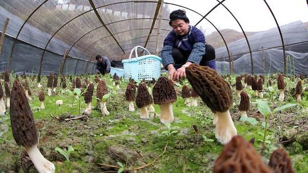 Menengok Budidaya Morel, Jamur Termahal Kedua di Dunia