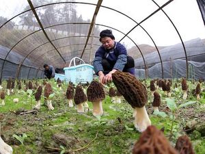 Menengok Budidaya Morel, Jamur Termahal Kedua di Dunia