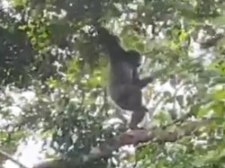 Penampakan Owa Jawa di Gunung Pabeasan Cianjur