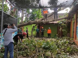 Atap-Tembok Gedung RA di Kota Blitar Rusak Tertimpa Pohon Tumbang