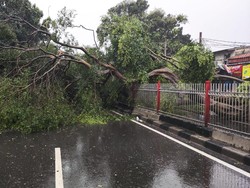 Pohon Tumbang Timpa Pemotor di Rancabungur Bogor, 2 Orang Terluka