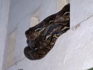 Hiii! Ular Sanca 3 Meter Masuk Ventilasi Kios di Banguntapan Bantul