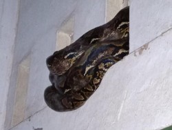 Hiii! Ular Sanca 3 Meter Masuk Ventilasi Kios di Banguntapan Bantul