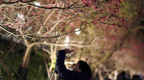 Terpesona Indahnya Bunga Sakura pada Malam Hari di Taiwan