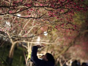 Terpesona Indahnya Bunga Sakura pada Malam Hari di Taiwan